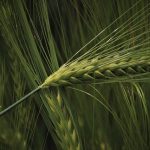 Madron 50 – doskonała ochrona dla nasion roślin strączkowych